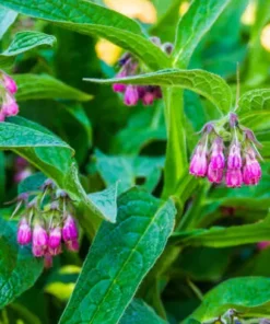 Herbal Comfrey Pain Relief Patch